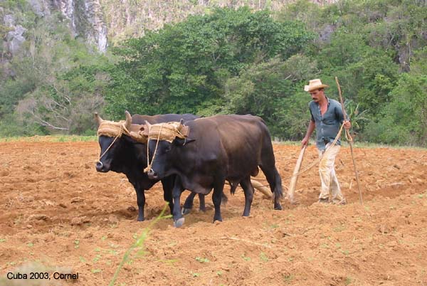 Boer in Viñales