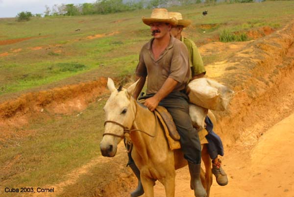 Cowboys in Viñales