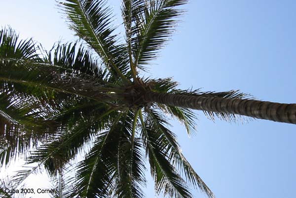 Palmboom Varadero