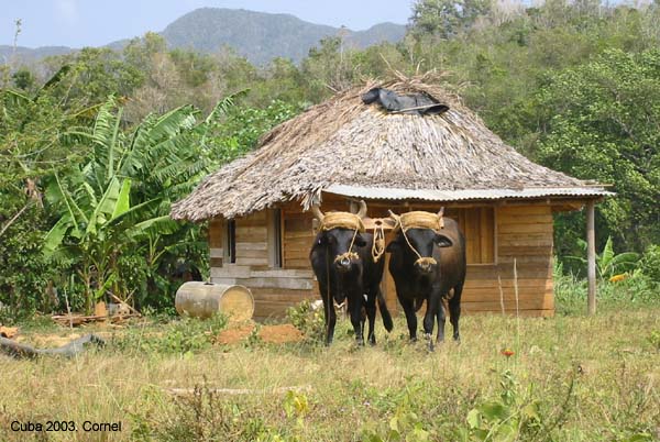 Twee ossen Viñales