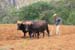 Boer in Viñales